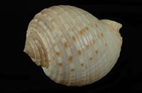 藏品(花點鶉螺)的圖片